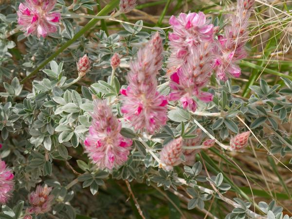 <h3><a href="/trips/kreta/biota/plantae/tracheophyta/magnoliopsida/fabales/fabaceae/ebenus cretica/ebenus cretica-nl.html">Ebenus&nbsp;cretica</a> / Cretan&nbsp;silver&nbsp;bush / </h3>OM-1 Mark II met OLYMPUS M.150-400mm F4.5 TC, 1/1250 sec  bij F11.0, ISO 2000, afstand 2.93&nbsp;m